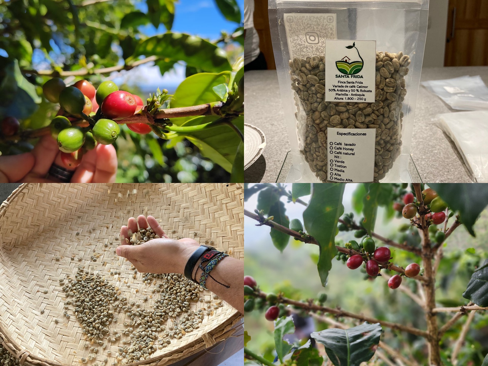 Collage de café Catimor: rama, cerezas y cosecha en la finca